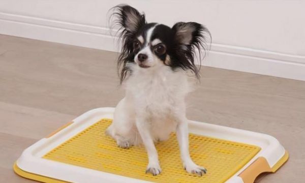 狗狗训练入门指南——什么时候开始训练你的宠物犬