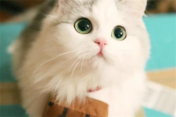 猫咪为什么会自闭？