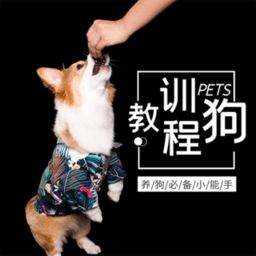 训狗教程视频大全