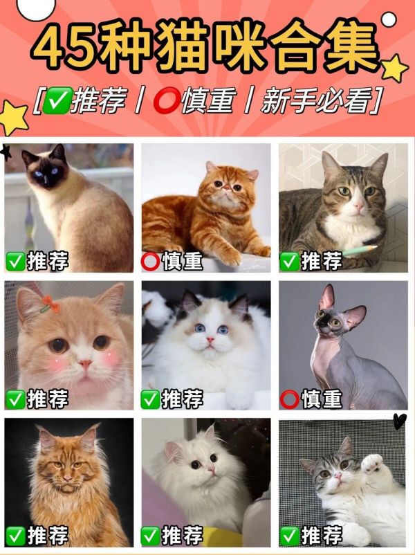 45 种常见宠物猫品种合集,想养猫的新手必看!