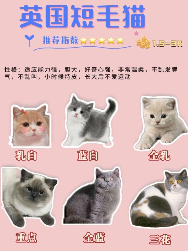 45 种常见宠物猫品种合集,想养猫的新手必看!