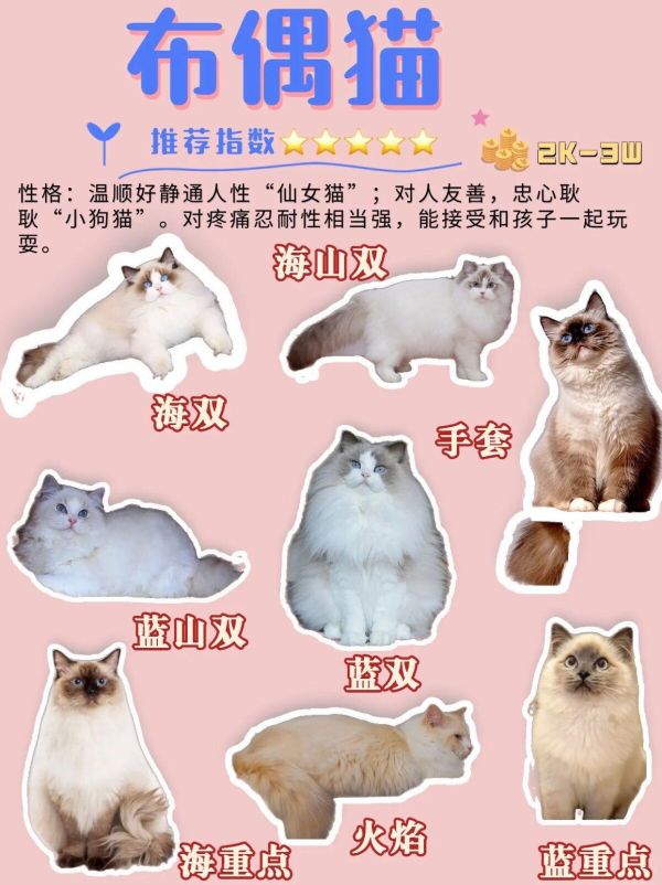 45 种常见宠物猫品种合集,想养猫的新手必看!