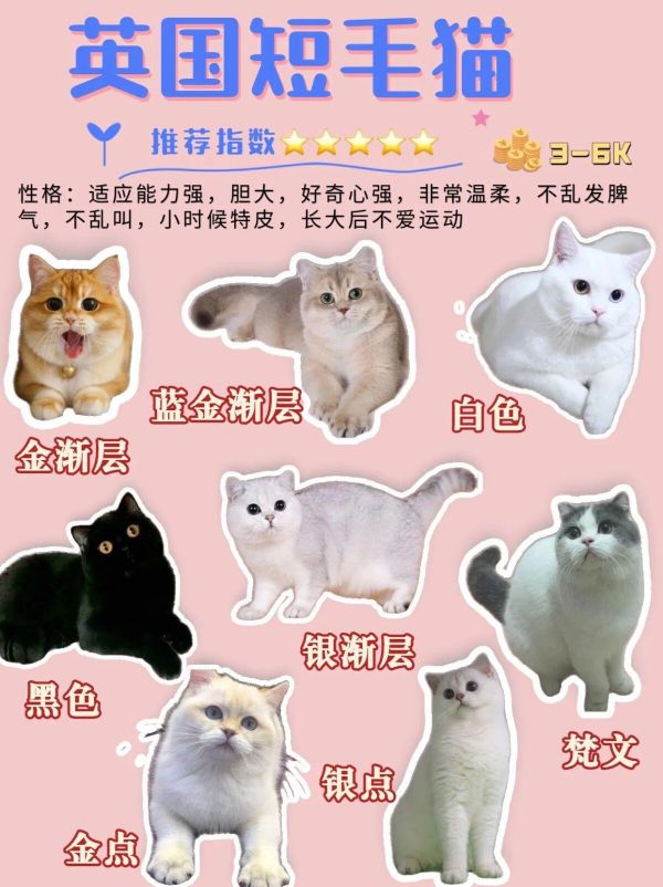 45 种常见宠物猫品种合集,想养猫的新手必看!