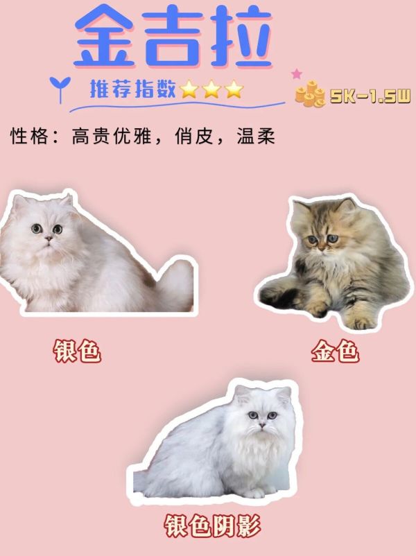 45 种常见宠物猫品种合集,想养猫的新手必看!