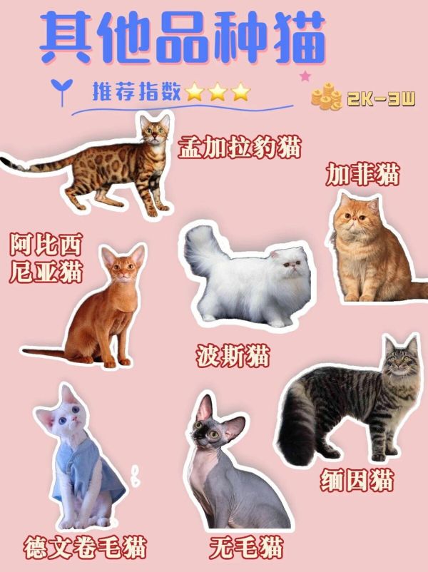 45 种常见宠物猫品种合集,想养猫的新手必看!