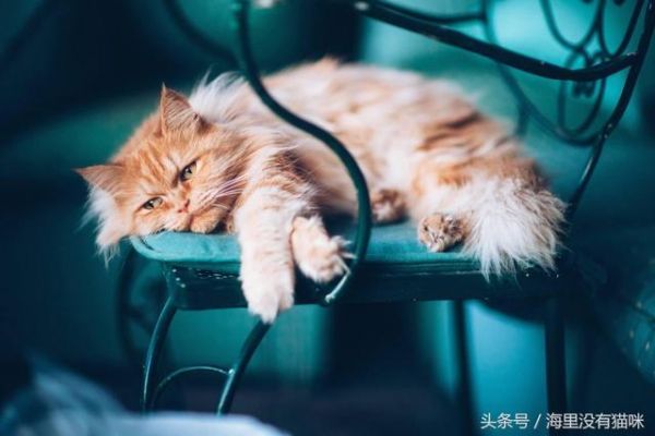 原来猫猫这9个异常举动，是在告诉主人它病了，养猫的人要当心了