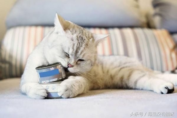 原来猫猫这9个异常举动，是在告诉主人它病了，养猫的人要当心了