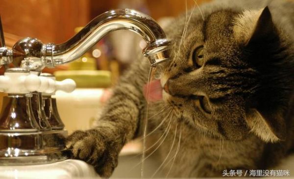 原来猫猫这9个异常举动，是在告诉主人它病了，养猫的人要当心了