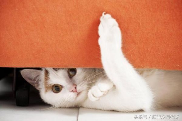 原来猫猫这9个异常举动，是在告诉主人它病了，养猫的人要当心了