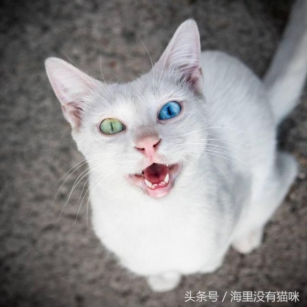 原来猫猫这9个异常举动，是在告诉主人它病了，养猫的人要当心了