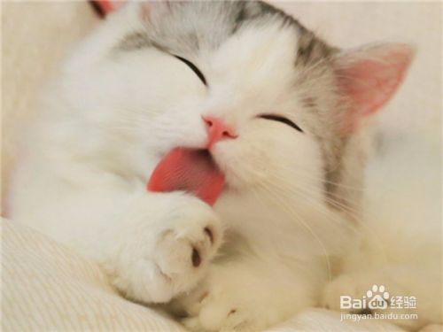 怎么养猫，养宠物技巧