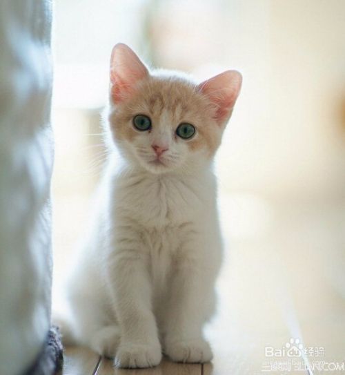 怎么养猫，养宠物技巧