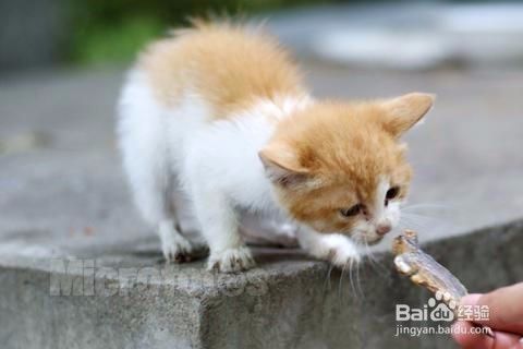 怎么养猫，养宠物技巧