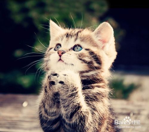 怎么养猫，养宠物技巧