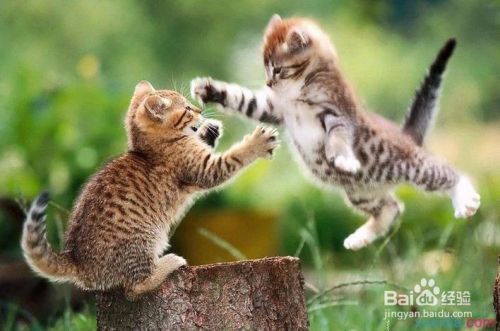 怎么养猫，养宠物技巧