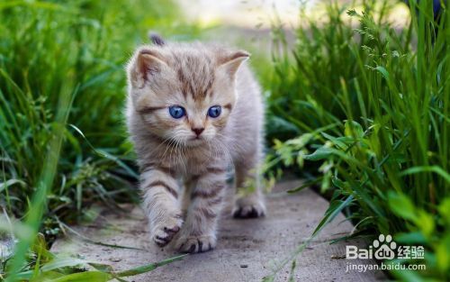 怎么养猫，养宠物技巧