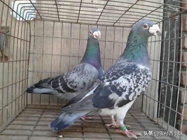 信鸽怎么养?信鸽的驯养技巧