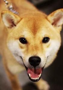  秋田犬