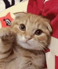 想走进猫咪心里，从了解它情绪开始