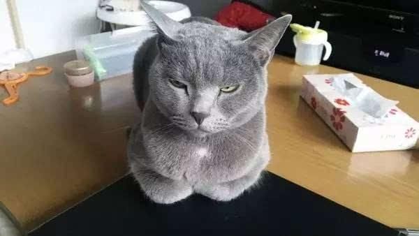 想走进猫咪心里，从了解它情绪开始