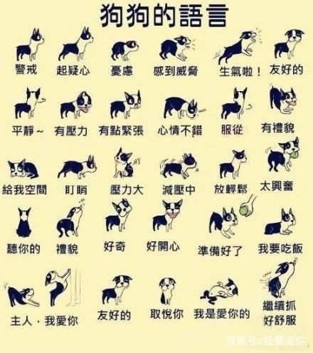 狗狗们怎样表达自己的情绪