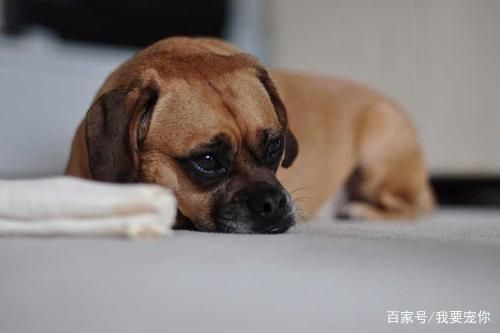 狗狗们怎样表达自己的情绪