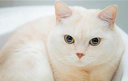 猫咪怎么表达情绪