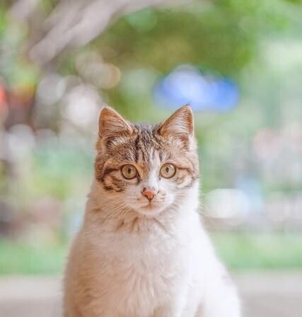 猫咪也有情绪吗？猫表达情绪的方式