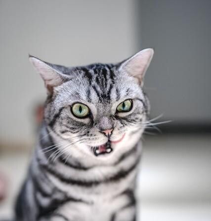 猫咪也有情绪吗？猫表达情绪的方式