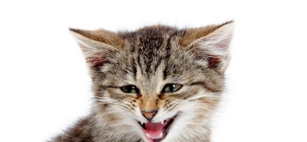 猫咪也有情绪吗？猫表达情绪的方式
