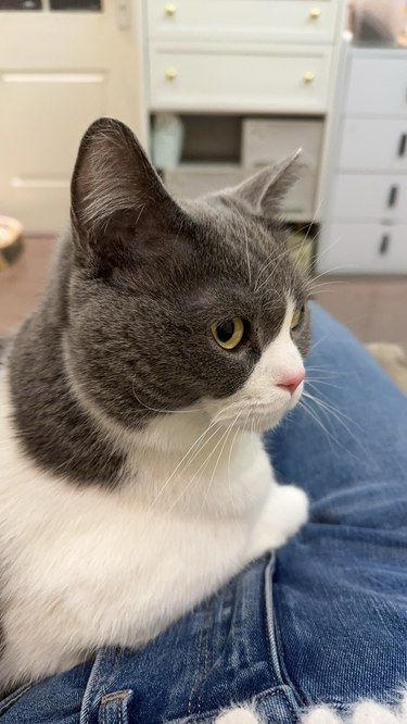 又快又好的嘎猫记录￼