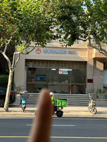 来吾家给毛孩子做绝育真的很放心￼￼￼