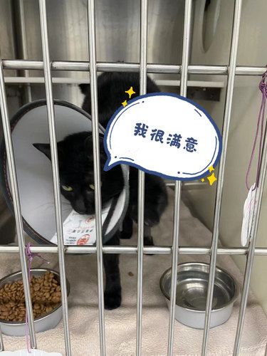 体验感满分的宠物医院