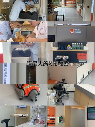 全国百佳宠物医生✨变身汪汪喵喵大队长￼