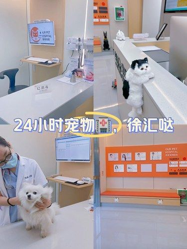 这么卷，徐汇的宠物也都是24小时了嘛