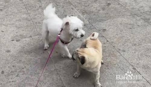 正确遛狗训练技巧