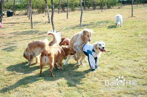 狗狗服从训练10个注意