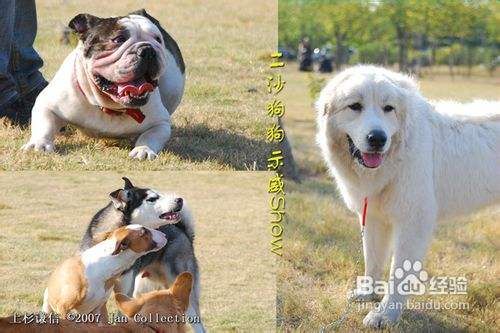 狗狗服从训练10个注意