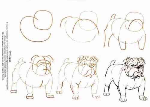 犬绘画过程：详细步骤教程与绘画技巧解析