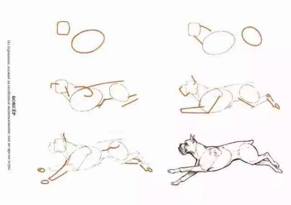 犬绘画过程：详细步骤教程与绘画技巧解析