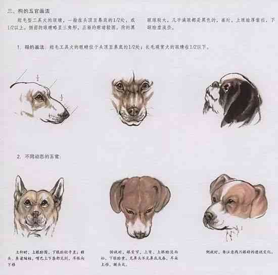 犬绘画过程：详细步骤教程与绘画技巧解析