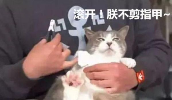 看了宠物店老板给猫咪剪指甲的办法，真心觉得，专业的就是专业的
