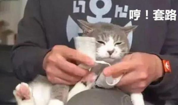 看了宠物店老板给猫咪剪指甲的办法，真心觉得，专业的就是专业的