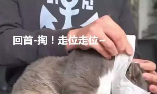 看了宠物店老板给猫咪剪指甲的办法，真心觉得，专业的就是专业的