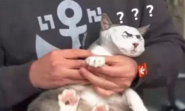 看了宠物店老板给猫咪剪指甲的办法，真心觉得，专业的就是专业的
