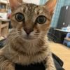 狸花猫免费领养，调皮小屁孩