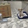 两个月大小串串寻找新家