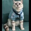 蓝眼山猫色英短弟弟，小偿领养