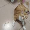 我有一只橘猫