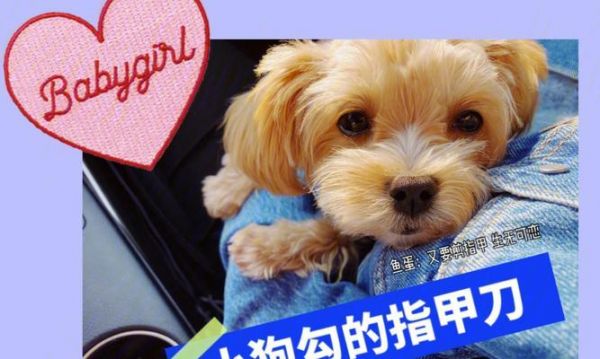 教你如何给宠物狗狗剪指甲（宠物狗狗指甲剪切的注意事项与步骤）